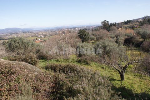 Farm i Covilha, Castelo Branco, Covilha - € 100.000 | Ref: PP4125 - foto 35