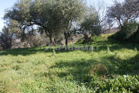 Farm i Covilha, Castelo Branco, Covilha - € 100.000 | Ref: PP4125 - foto 39