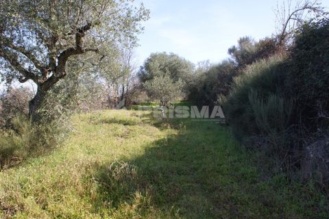 Farm i Covilha, Castelo Branco, Covilha - € 100.000 | Ref: PP4125 - foto 40