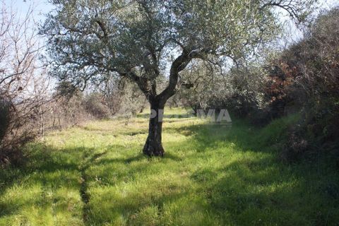Farm i Covilha, Castelo Branco, Covilha - € 100.000 | Ref: PP4125 - foto 41