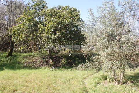 Farm i Covilha, Castelo Branco, Covilha - € 100.000 | Ref: PP4125 - foto 42