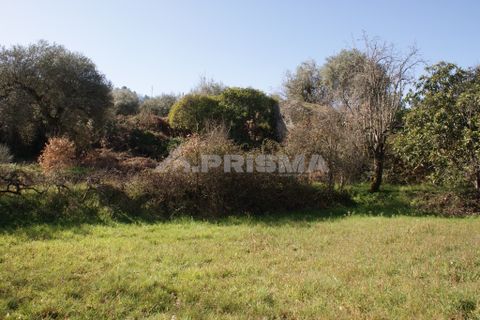 Farm i Covilha, Castelo Branco, Covilha - € 100.000 | Ref: PP4125 - foto 44