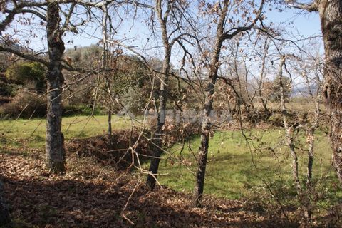 Farm i Covilha, Castelo Branco, Covilha - € 100.000 | Ref: PP4125 - foto 46