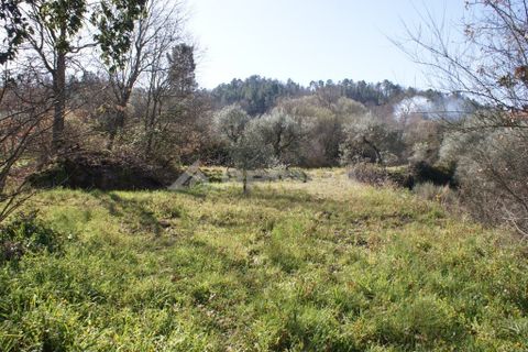 Farm i Covilha, Castelo Branco, Covilha - € 100.000 | Ref: PP4125 - foto 47