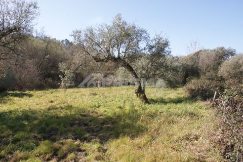 Farm i Covilha, Castelo Branco, Covilha - € 100.000 | Ref: PP4125 - foto 48