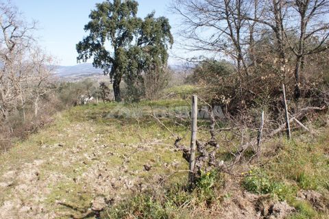 Farm i Covilha, Castelo Branco, Covilha - € 100.000 | Ref: PP4125 - foto 50