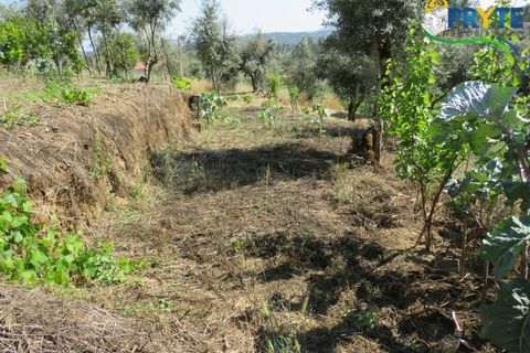 Lejlighed i Serta, Castelo Branco, Serta - € 89.000 | Ref: AA269 - foto 25