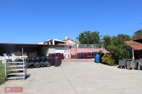 Villa a Abrantes, Santarem, Abrantes - € 280.000 | Ref: TPH227-10 - foto 2