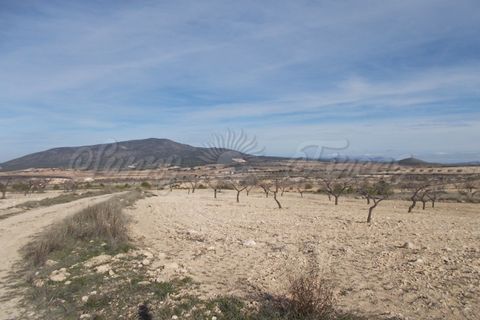 Helårsgrund i Yecla, Murcia, Yecla - € 55.000 | Ref: SF0035 - foto 4