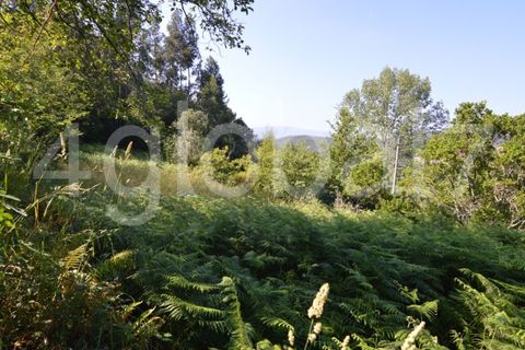 Villa a Sever do Vouga, Aveiro, Sever do Vouga - € 65.000 | Ref: MOR_01181961 - foto 6