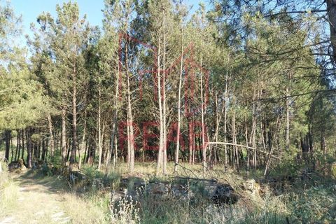 Terra a Boticas, Vila Real, Boticas - € 49.000 | Ref: 100/2023 - foto 3