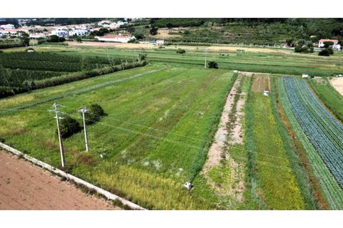 Helårsgrund i Alcobaca, Leiria, Alcobaca - € 10.000 | Ref: TER_748 - foto 2