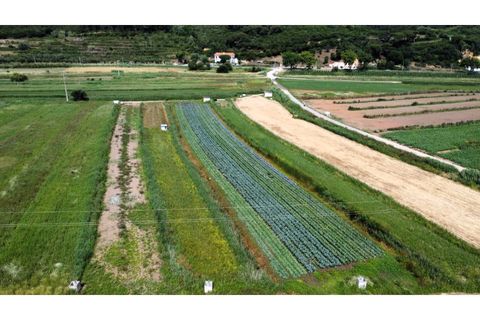 Helårsgrund i Alcobaca, Leiria, Alcobaca - € 10.000 | Ref: TER_748 - foto 3