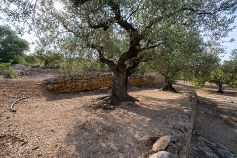 Finca i Tortosa, Tarragona, Tortosa - € 38.000 | Ref: 900 - foto 14