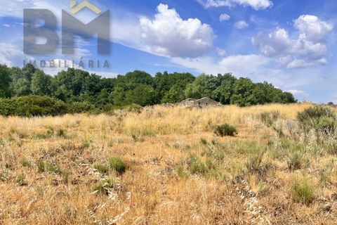 Terra a Alcains, Castelo Branco, Alcains - € 56.500 | Ref: 4491 - foto 9
