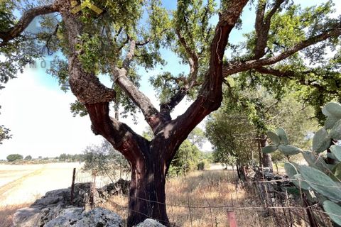 Terra a Alcains, Castelo Branco, Alcains - € 36.500 | Ref: 4490 - foto 3