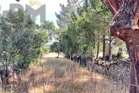 Terra a Alcains, Castelo Branco, Alcains - € 36.500 | Ref: 4490 - foto 4