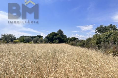 Terra a Alcains, Castelo Branco, Alcains - € 36.500 | Ref: 4490 - foto 6