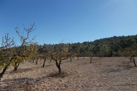 Finca i Yecla, Murcia, Yecla - € 139.000 | Ref: SF0130 - foto 22