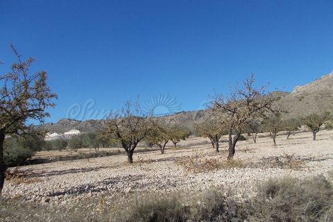 Finca i Yecla, Murcia, Yecla - € 139.000 | Ref: SF0130 - foto 26