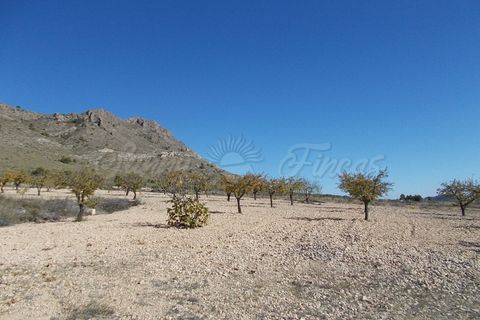 Finca i Yecla, Murcia, Yecla - € 139.000 | Ref: SF0130 - foto 14