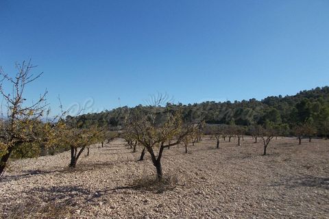 Finca i Yecla, Murcia, Yecla - € 139.000 | Ref: SF0130 - foto 23