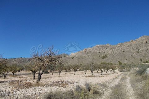 Finca i Yecla, Murcia, Yecla - € 139.000 | Ref: SF0130 - foto 24
