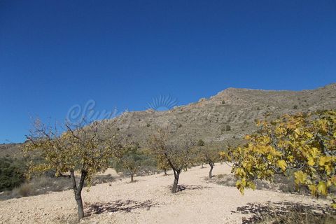 Finca i Yecla, Murcia, Yecla - € 139.000 | Ref: SF0130 - foto 13