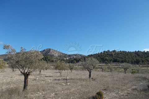 Finca i Biar, Alicante, Biar - € 99.000 | Ref: SF0133 - foto 7