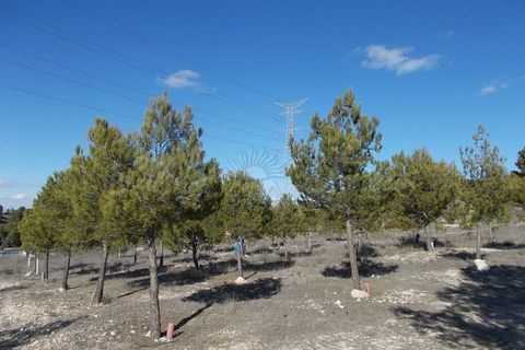 Finca i Biar, Alicante, Biar - € 99.000 | Ref: SF0133 - foto 4