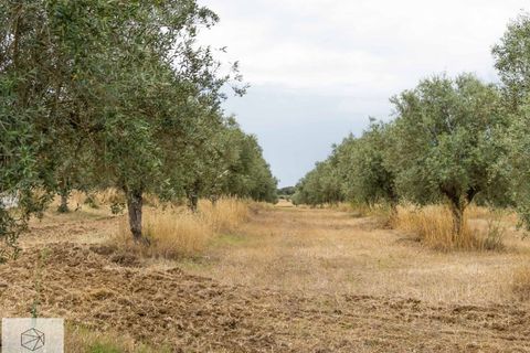 Farm hus i Avis, Portalegre, Avis - € 310.000 | Ref: Citage 138/23 - foto 24
