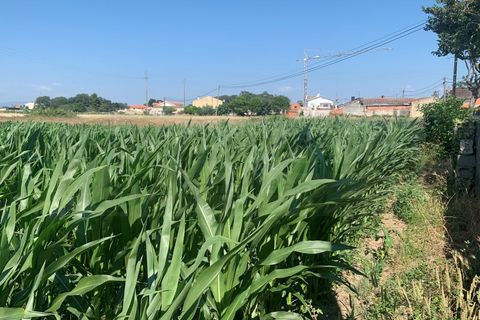 Tomt i Aveiro, Aveiro, Aveiro - € 115 000 | Ref: AV23/127 - foto 4
