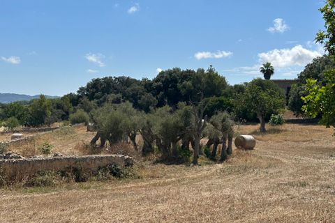 Cortijo i Arta, Mallorca, Arta - € 742.000 | Ref: 2626T - foto 11