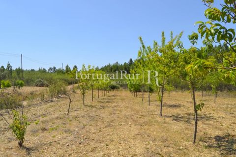 Helårsgrund i Proenca-a-Nova, Castelo Branco, Proenca-a-Nova - € 10.000 | Ref: 985-3 - foto 1