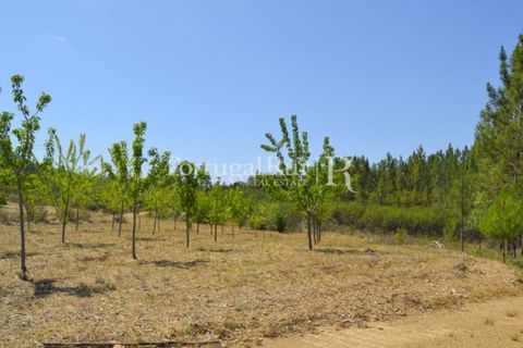 Helårsgrund i Proenca-a-Nova, Castelo Branco, Proenca-a-Nova - € 10.000 | Ref: 985-3 - foto 2