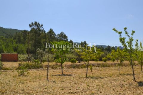 Helårsgrund i Proenca-a-Nova, Castelo Branco, Proenca-a-Nova - € 10.000 | Ref: 985-3 - foto 3