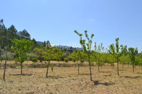 Helårsgrund i Proenca-a-Nova, Castelo Branco, Proenca-a-Nova - € 10.000 | Ref: 985-3 - foto 4