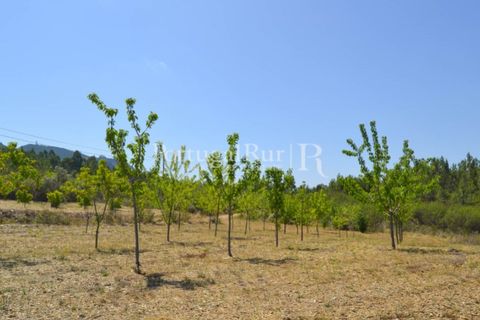 Helårsgrund i Proenca-a-Nova, Castelo Branco, Proenca-a-Nova - € 10.000 | Ref: 985-3 - foto 5