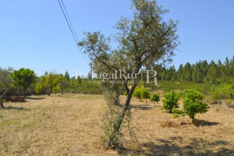 Helårsgrund i Proenca-a-Nova, Castelo Branco, Proenca-a-Nova - € 10.000 | Ref: 985-3 - foto 6