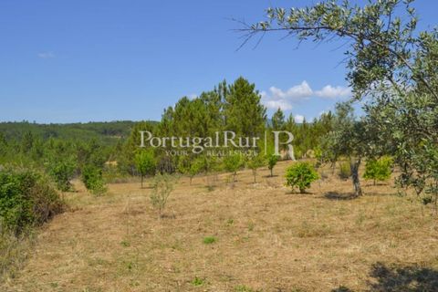 Helårsgrund i Proenca-a-Nova, Castelo Branco, Proenca-a-Nova - € 10.000 | Ref: 985-3 - foto 10
