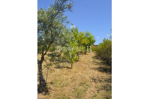 Helårsgrund i Proenca-a-Nova, Castelo Branco, Proenca-a-Nova - € 10.000 | Ref: 985-3 - foto 11
