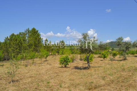 Helårsgrund i Proenca-a-Nova, Castelo Branco, Proenca-a-Nova - € 10.000 | Ref: 985-3 - foto 12