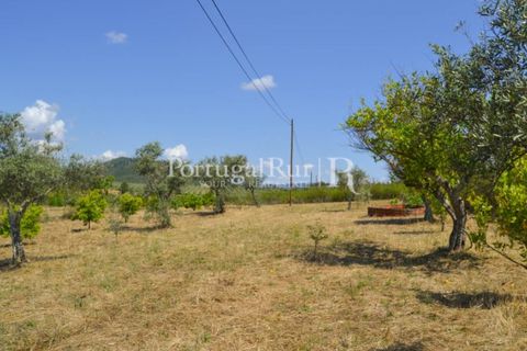Helårsgrund i Proenca-a-Nova, Castelo Branco, Proenca-a-Nova - € 10.000 | Ref: 985-3 - foto 13
