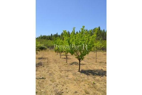 Helårsgrund i Proenca-a-Nova, Castelo Branco, Proenca-a-Nova - € 10.000 | Ref: 985-3 - foto 14