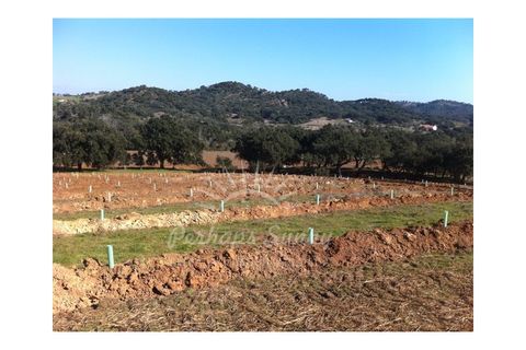 Landejendom i Colos, Beja, Colos - € 700.000 | Ref: PHS512/23 - foto 4