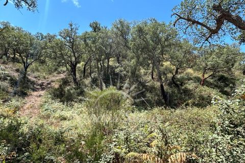 Landejendom i Colos, Beja, Colos - € 700.000 | Ref: PHS512/23 - foto 15