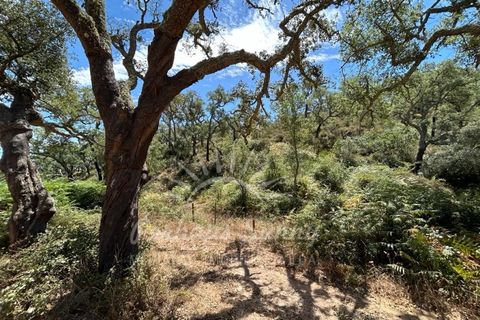 Landejendom i Colos, Beja, Colos - € 700.000 | Ref: PHS512/23 - foto 23