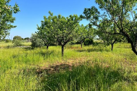 Landejendom i Ostuni, Brindisi, Ostuni - € 50.000 | Ref: 234 - foto 7