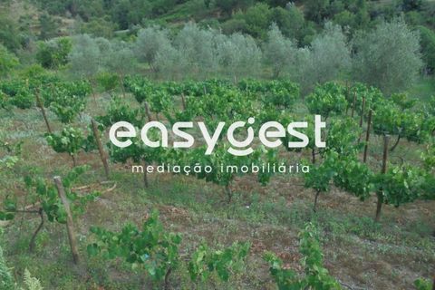 Villa a Abrantes, Santarem, Abrantes - € 41.000 | Ref: TM92866 - foto 7