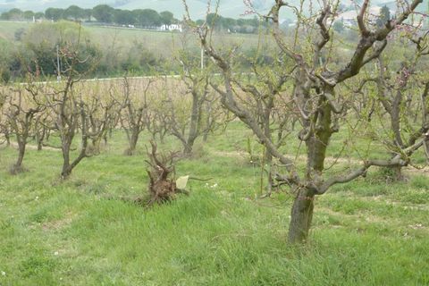 Helårsgrund i Ripatransone, Ascoli Piceno, Ripatransone - € 400.000 | Ref: Z1030 - foto 13